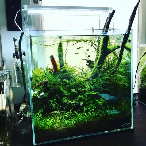 ADA 30-C (7.2 GAL) Rimless Low-Iron Cube Garden Aquarium - Aqua Design Amano - Image 4