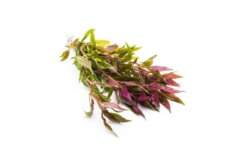 Alternanthera lilacina - Image 2