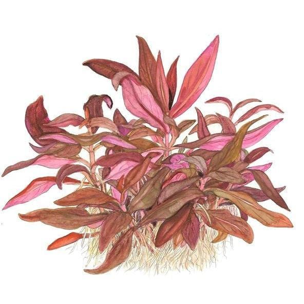 Alternanthera reineckii 'Mini' (AR Mini) - Image 2
