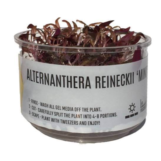 Alternanthera reineckii 'Mini' (AR Mini) - Image 3