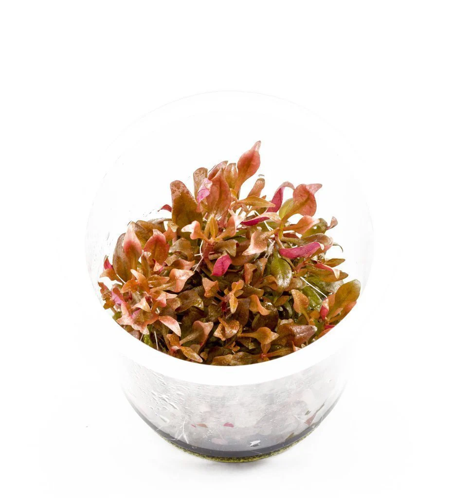 Alternanthera reineckii 'Mini' (AR Mini) - Image 4