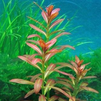 Ammannia sp. 'Sulawesi' - Image 2