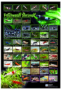 Aquarium Hobbyist Posters - Azoo - Image 4
