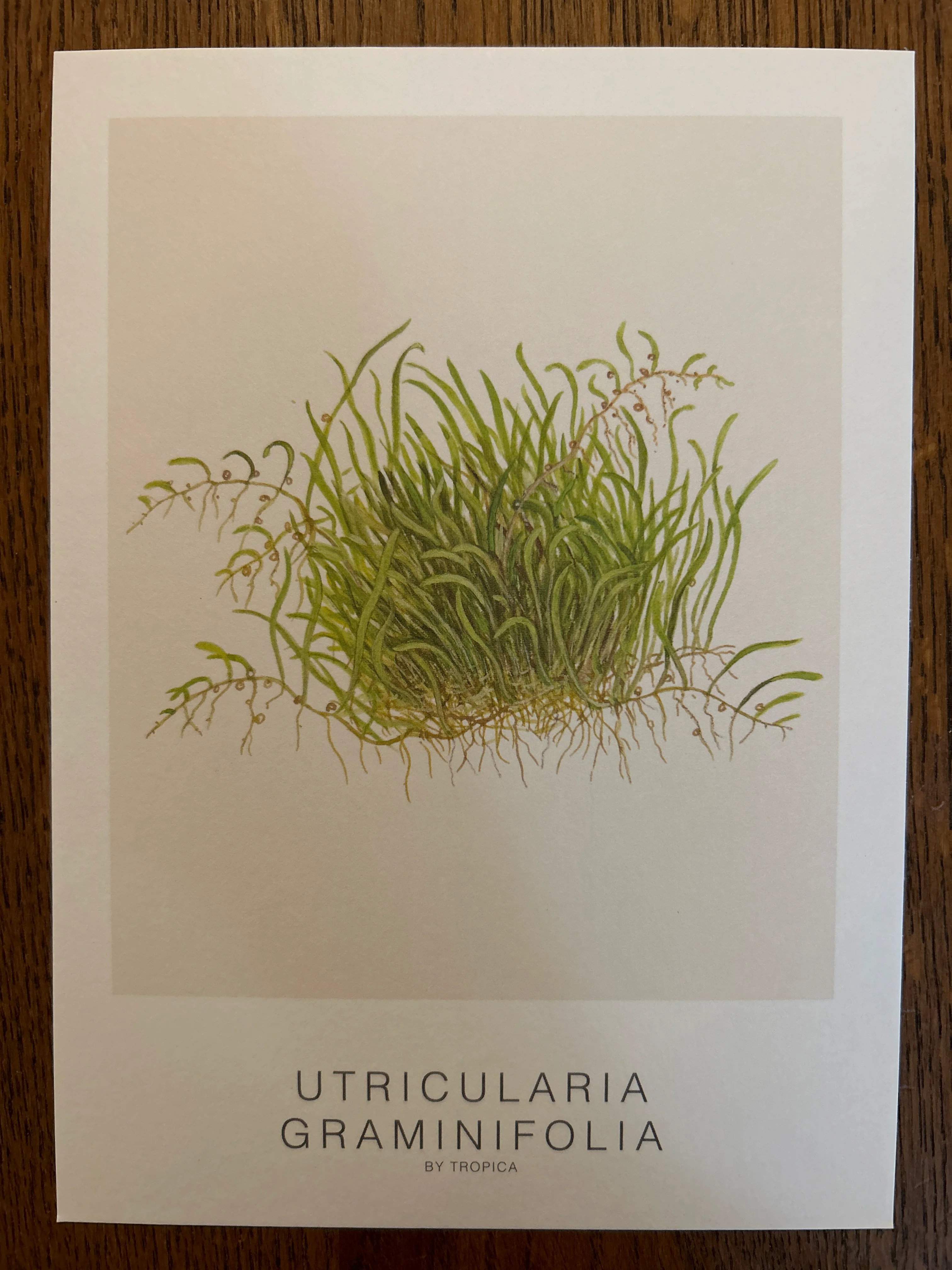 Art Card - Tropica - Image 11