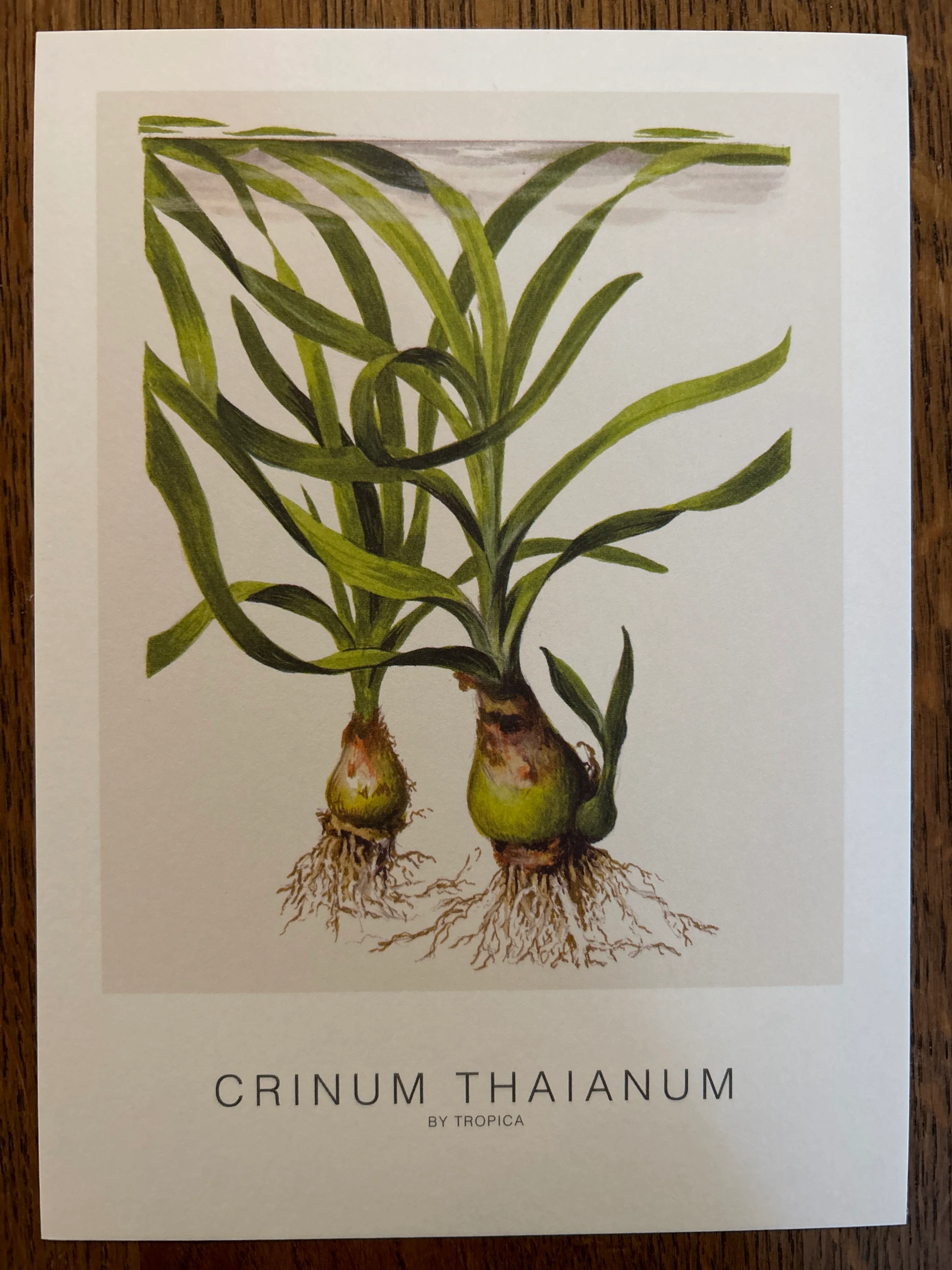 Art Card - Tropica - Image 2