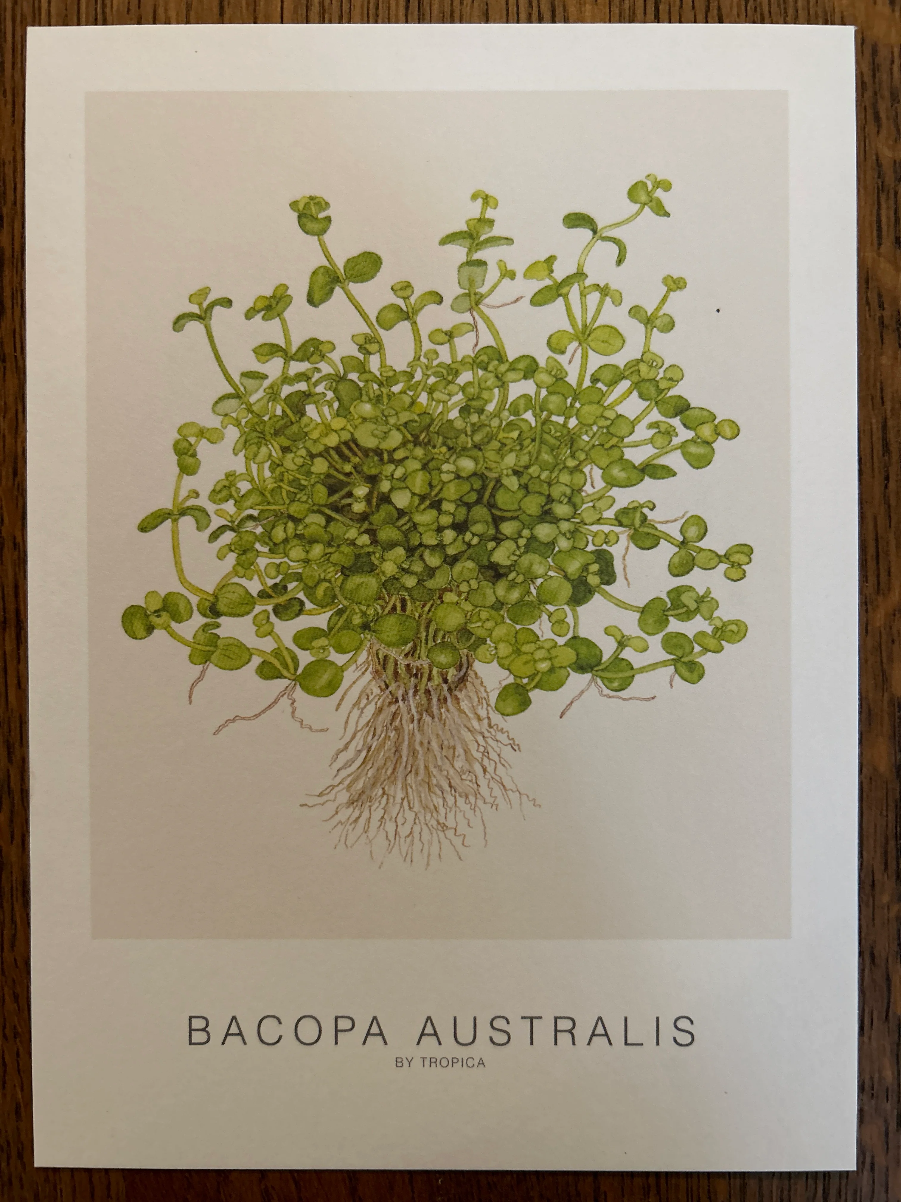 Art Card - Tropica - Image 3