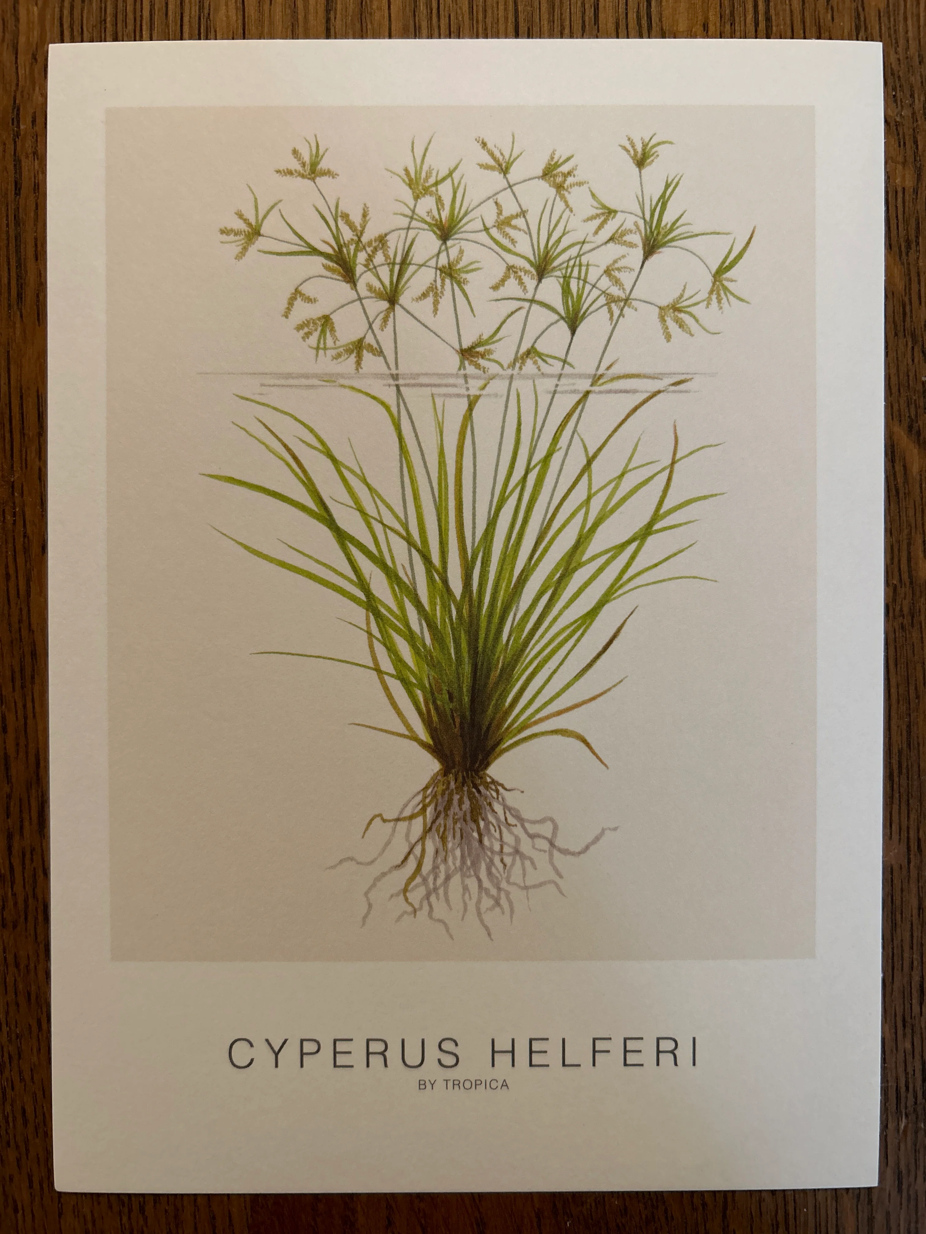 Art Card - Tropica - Image 4