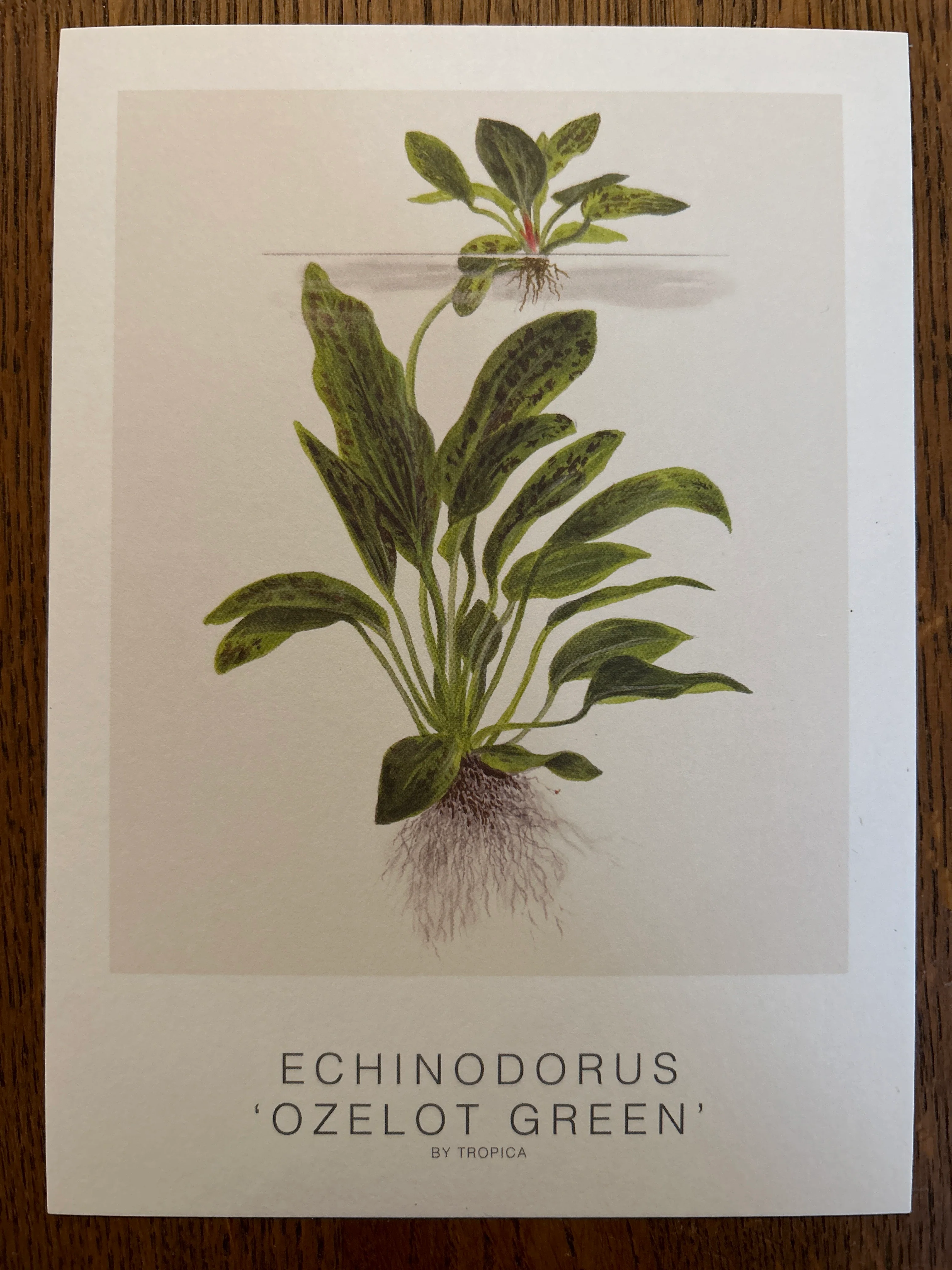 Art Card - Tropica - Image 7