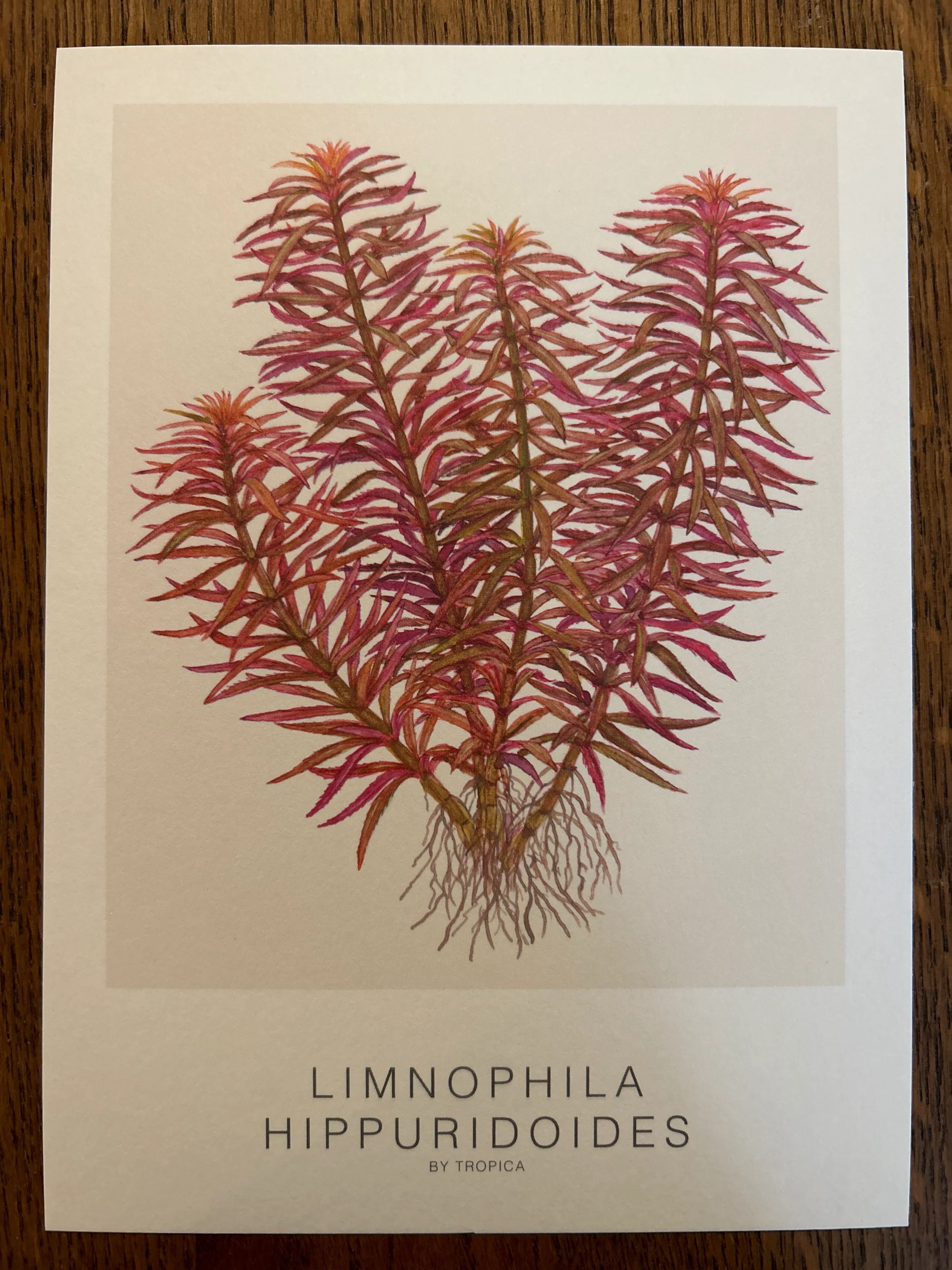 Art Card - Tropica - Image 9