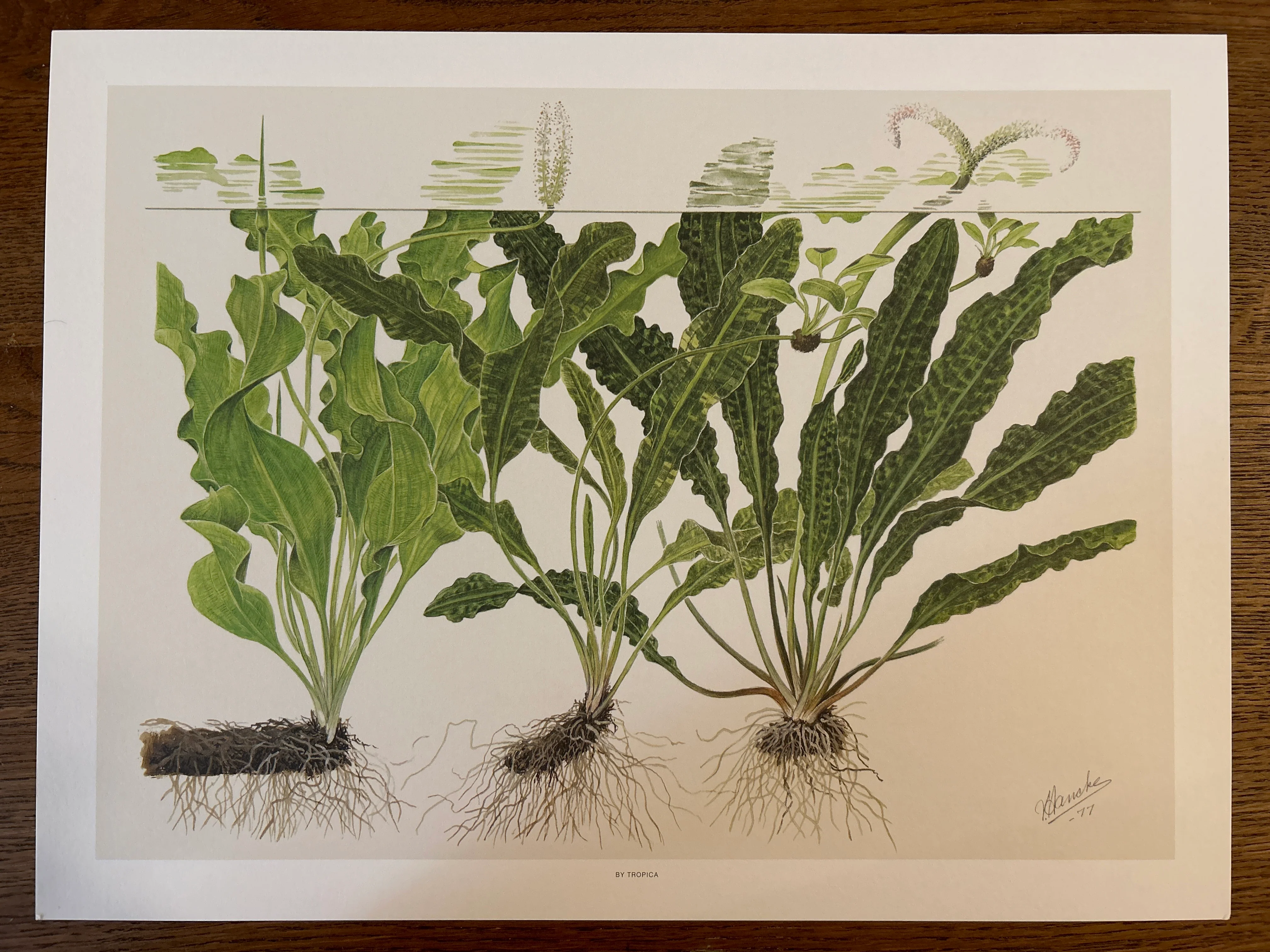 Art Poster - Tropica - Image 3