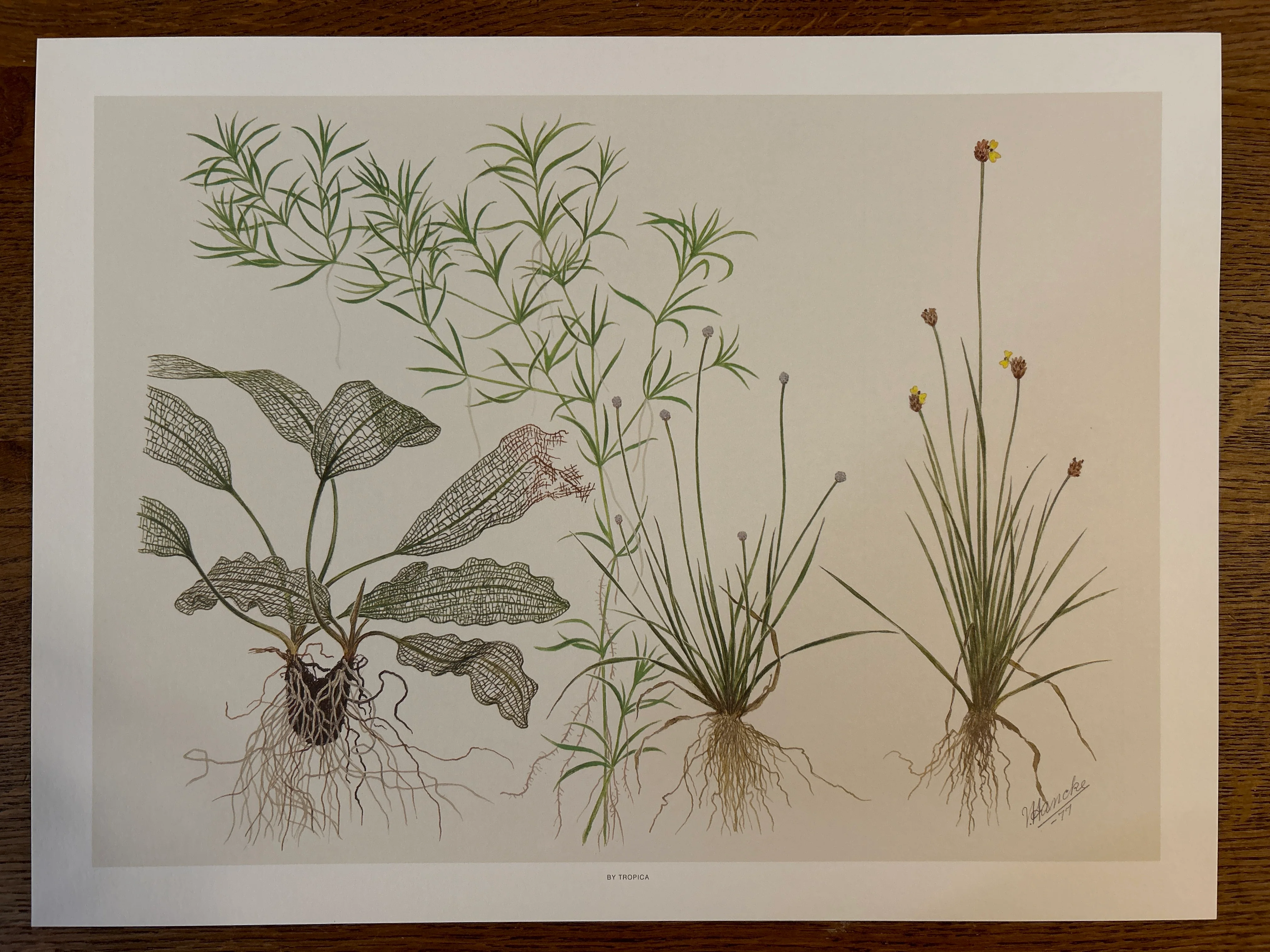 Art Poster - Tropica - Image 4