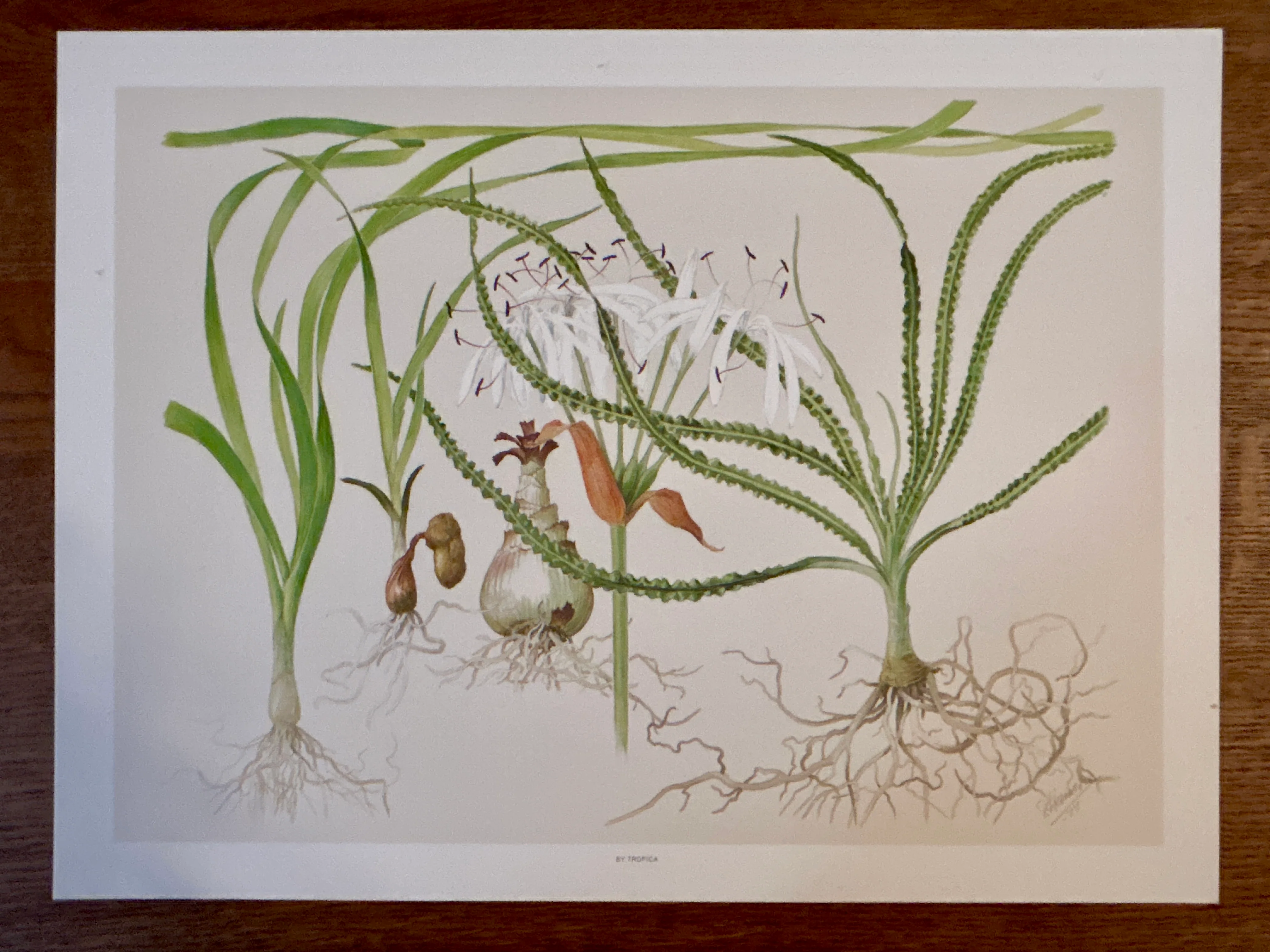 Art Poster - Tropica - Image 5