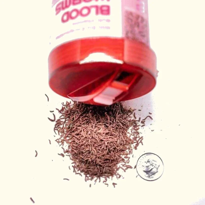 Bio-Pure Freeze Dried Bloodworms - Hikari - Image 3