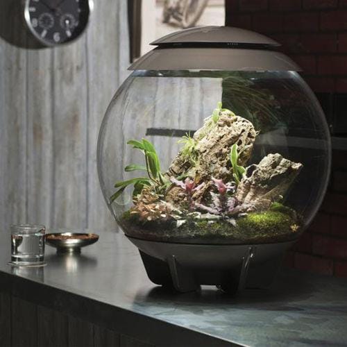 biOrbAIR LED Terrarium - Oase - Image 12