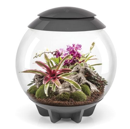 biOrbAIR LED Terrarium - Oase - Image 3