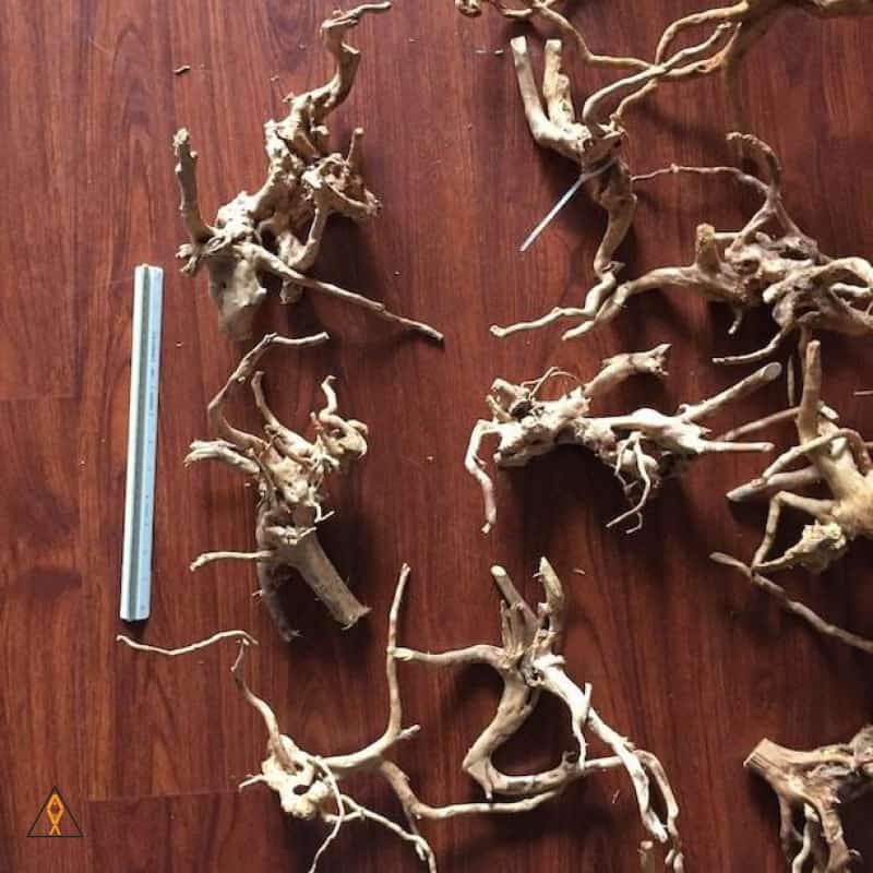 Branched Spider Wood - ALA - Image 4