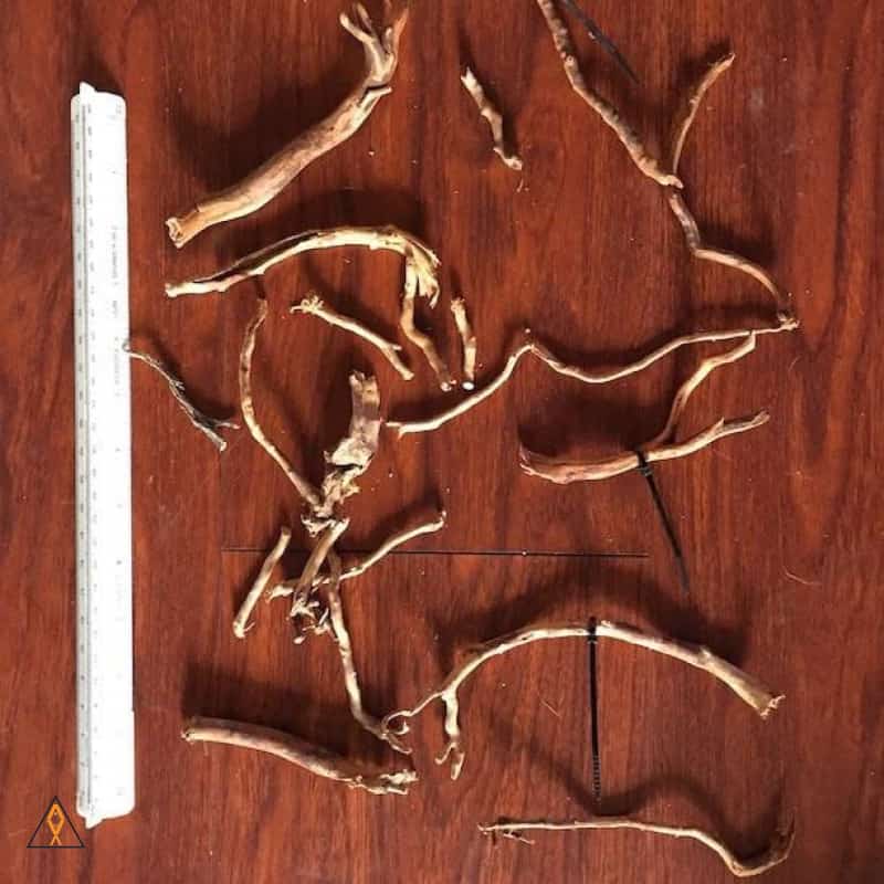 Branched Spider Wood - ALA - Image 5