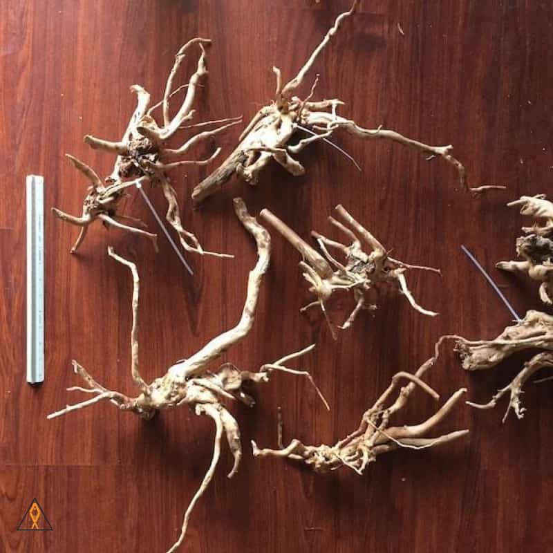 Branched Spider Wood - ALA - Image 6