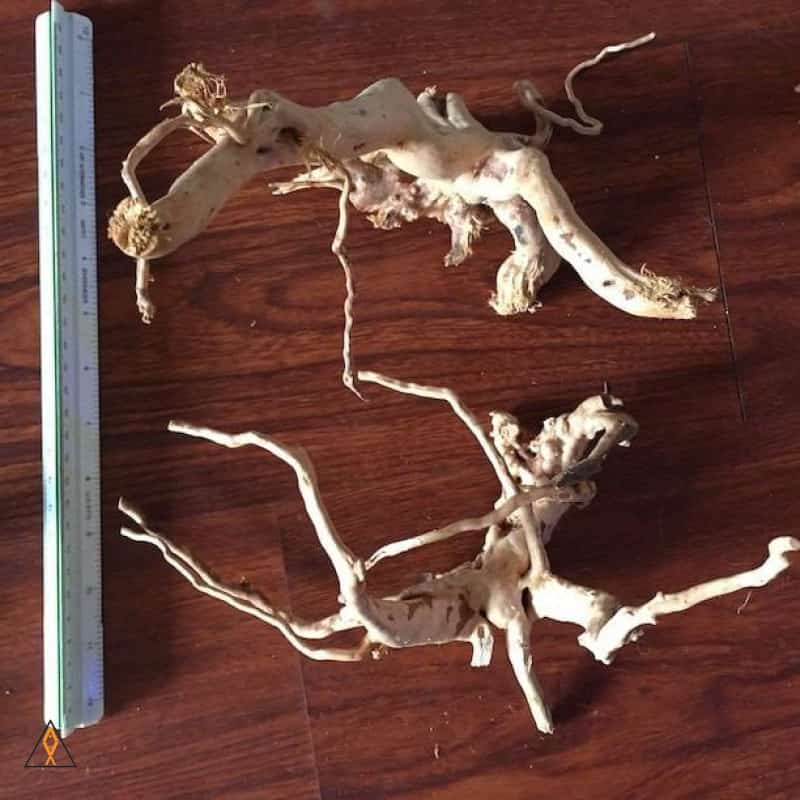 Branched Spider Wood - ALA - Image 7