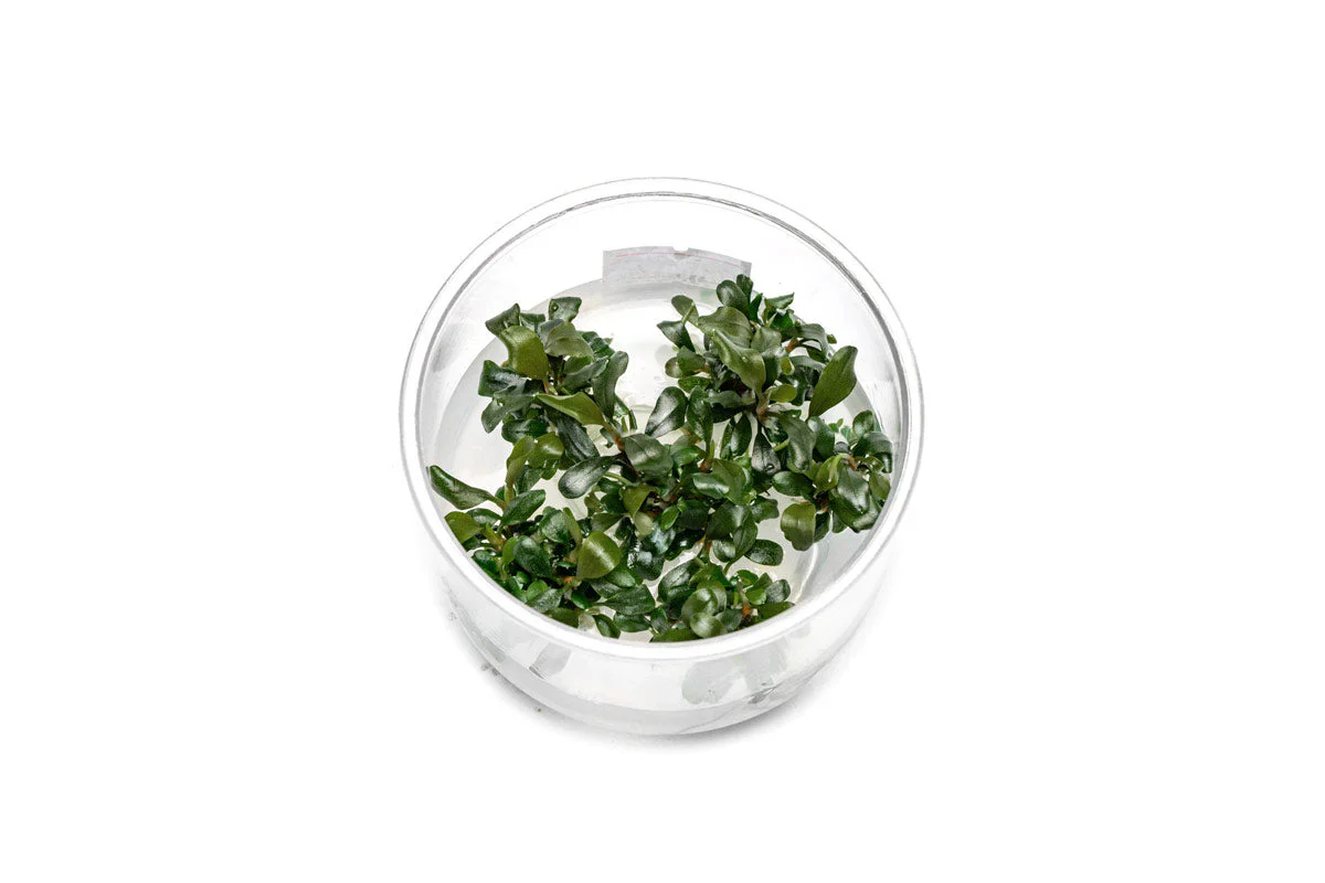 Bucephalandra Pygmy