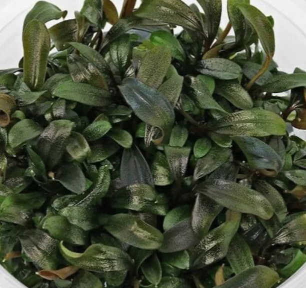 Bucephalandra sp. ‘Brownie Purple