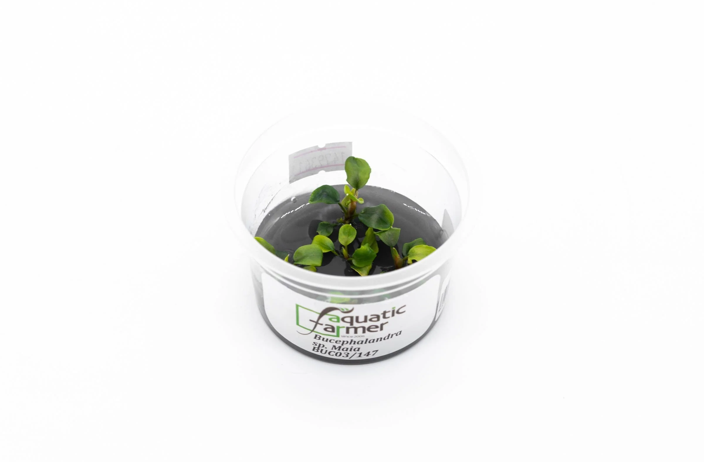 Bucephalandra sp. 'Maia' - Image 2