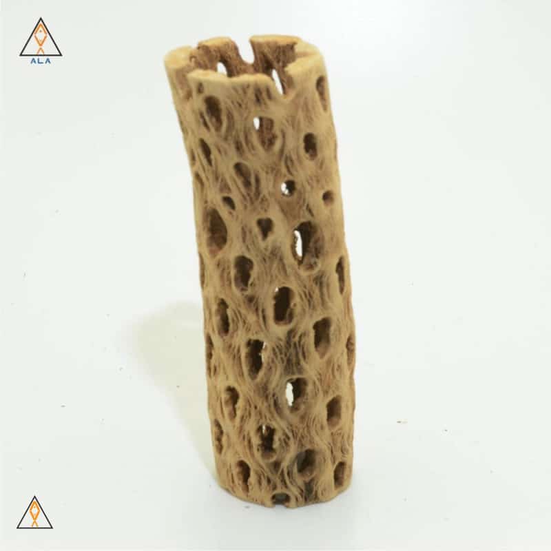 Cholla Wood - ALA - Image 3