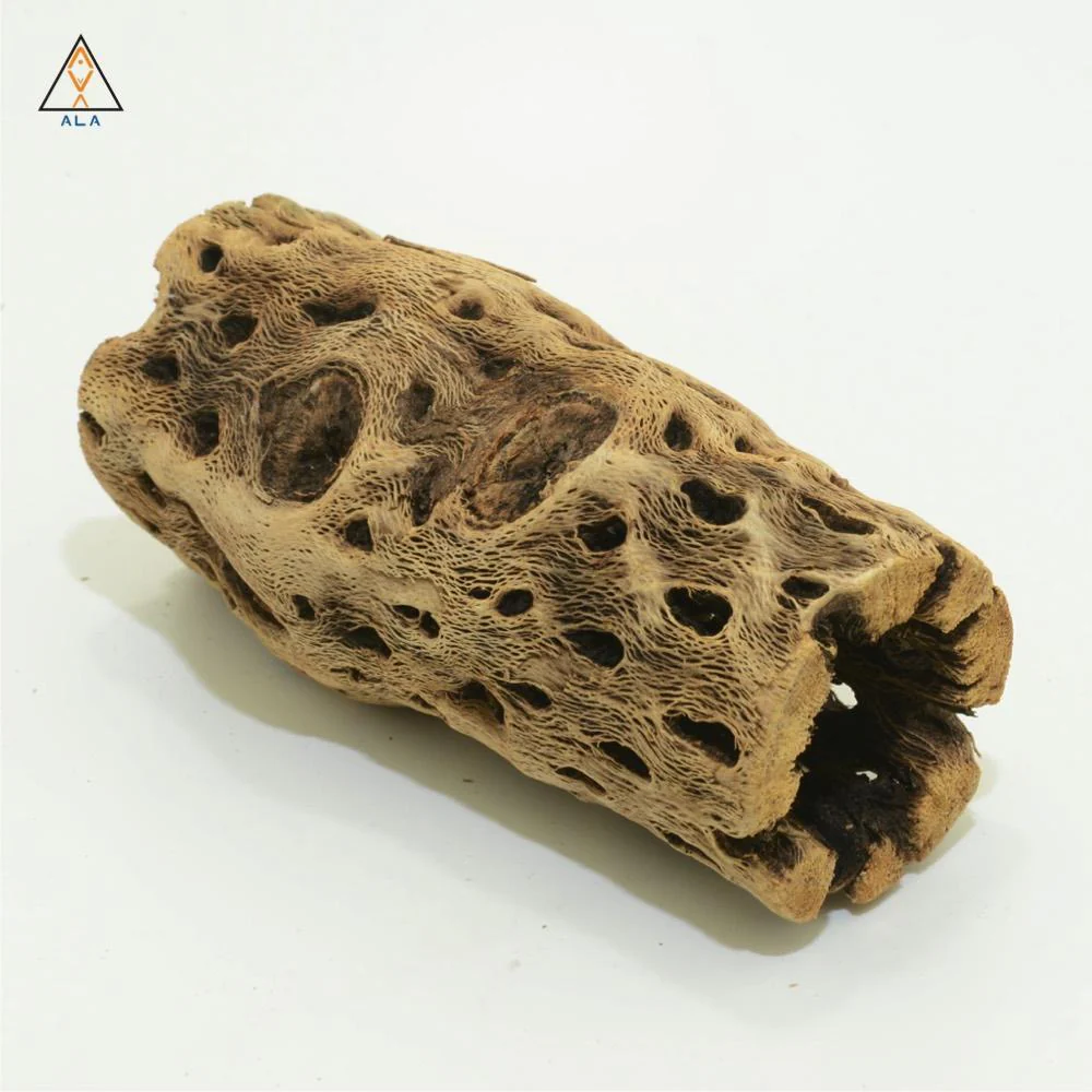 Cholla Wood - ALA - Image 4