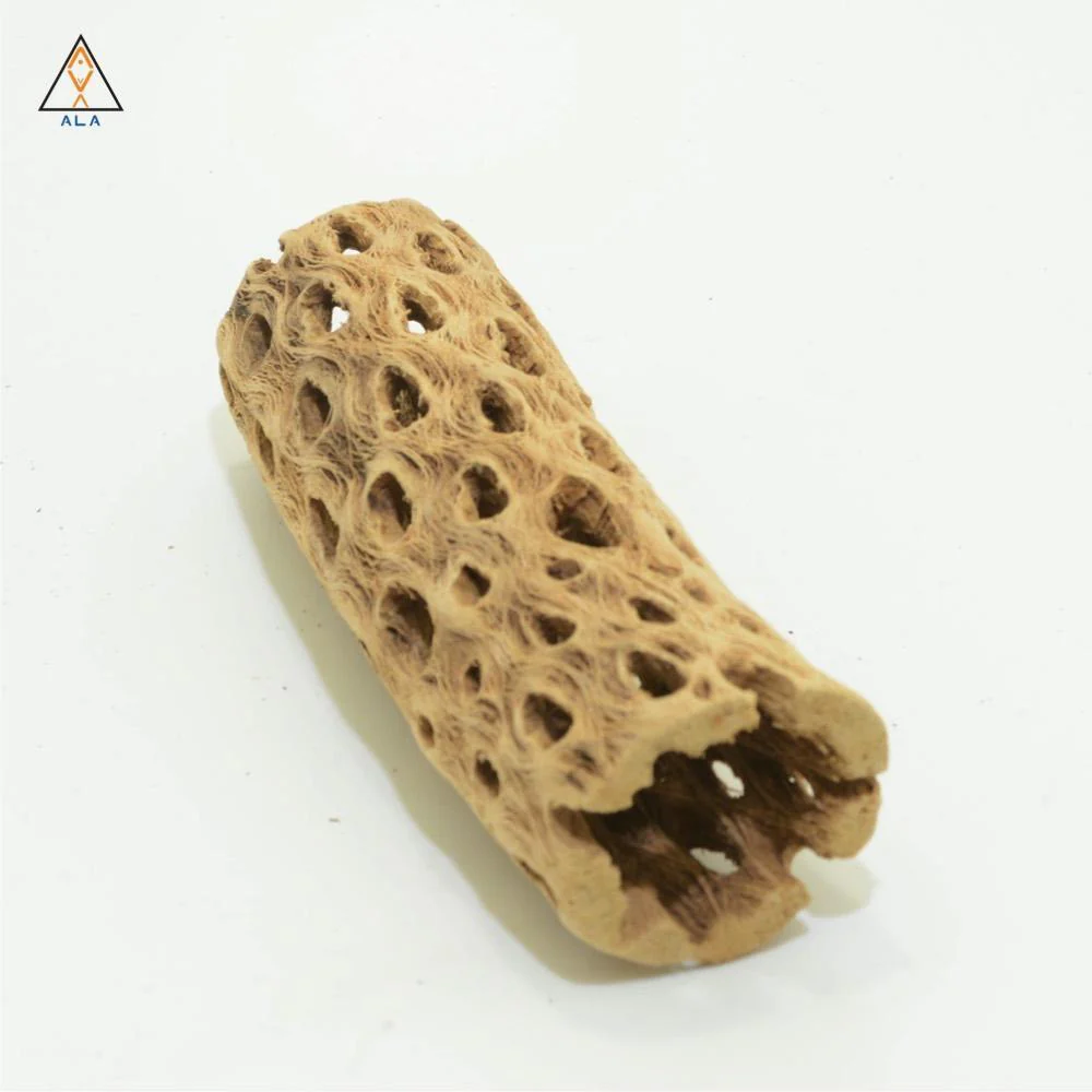 Cholla Wood - ALA - Image 5
