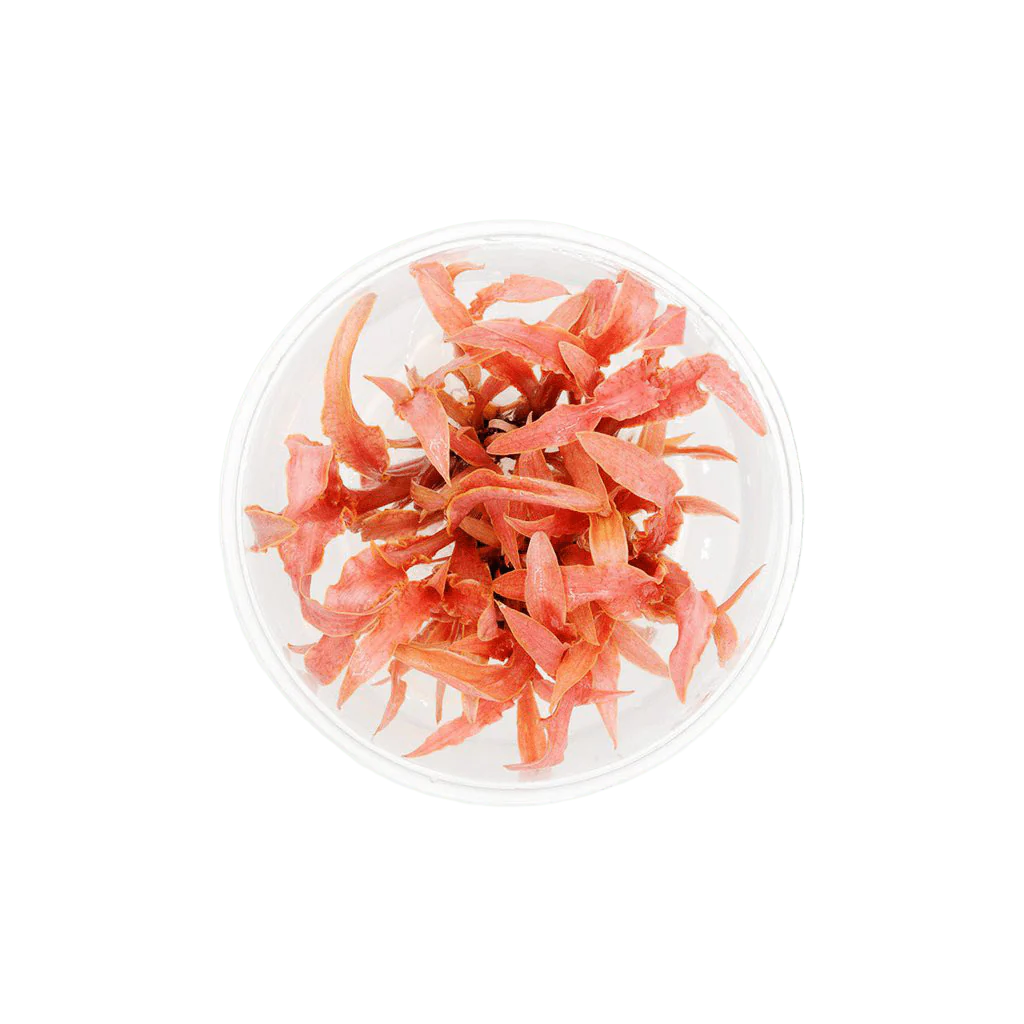Cryptocoryne albida 'Red'