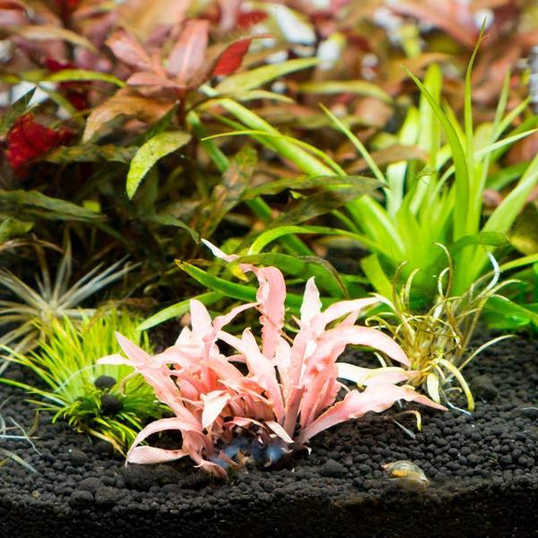 Cryptocoryne albida 'Red' - Image 2
