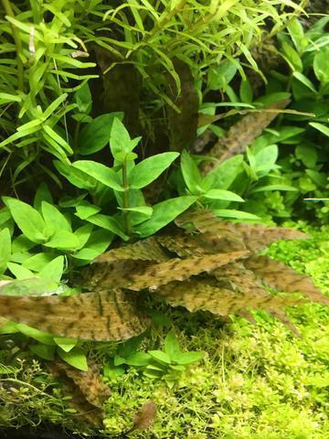 Cryptocoryne axelrodi - Image 2