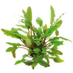 Cryptocoryne becketii - Image 2
