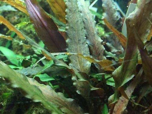 Cryptocoryne undulatus 'red' - Image 2