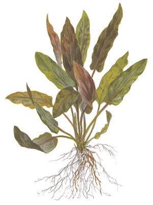 Cryptocoryne undulatus 'red' - Image 3