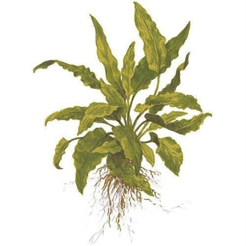 Cryptocoryne wendtii 'Green'