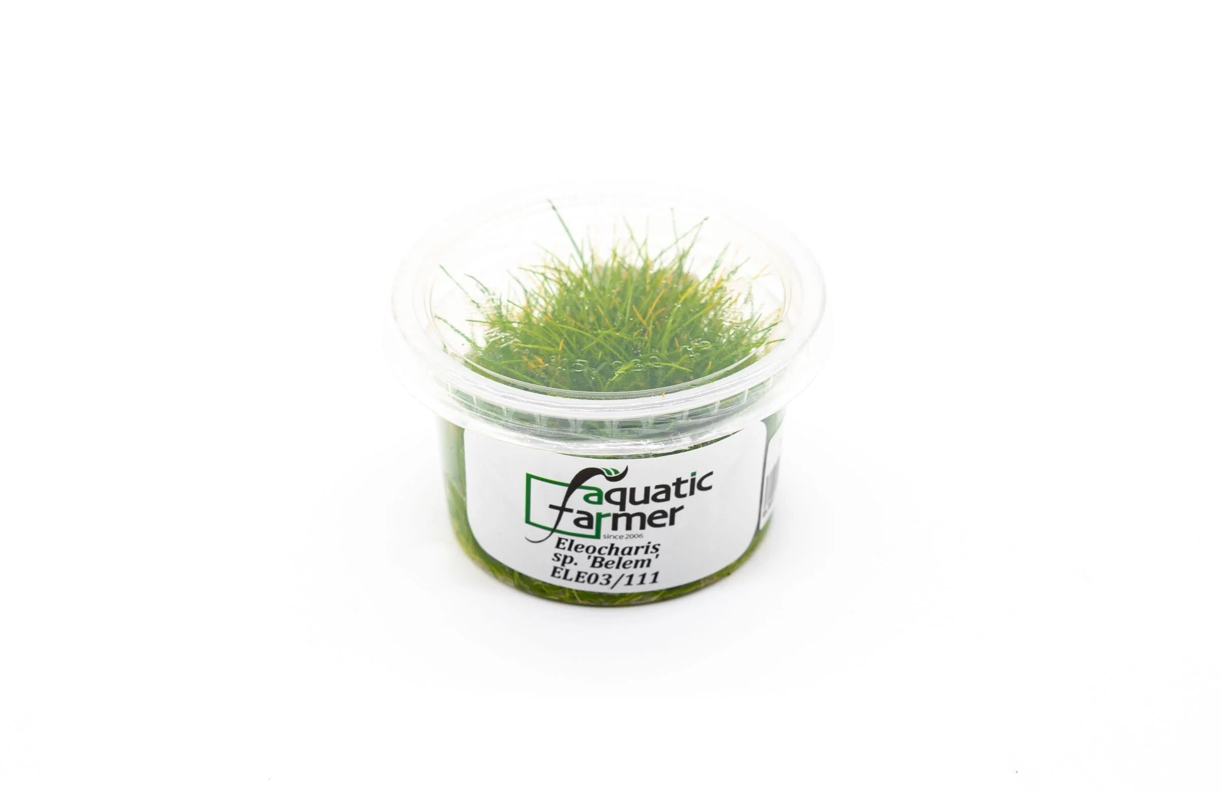 Eleocharis Belem - Image 2
