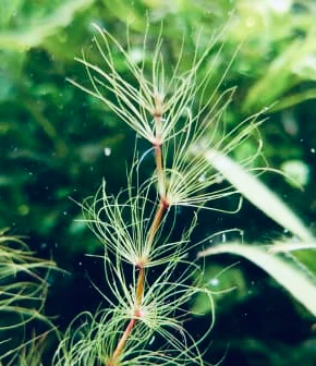 Eleocharis Fluctuans - Image 2