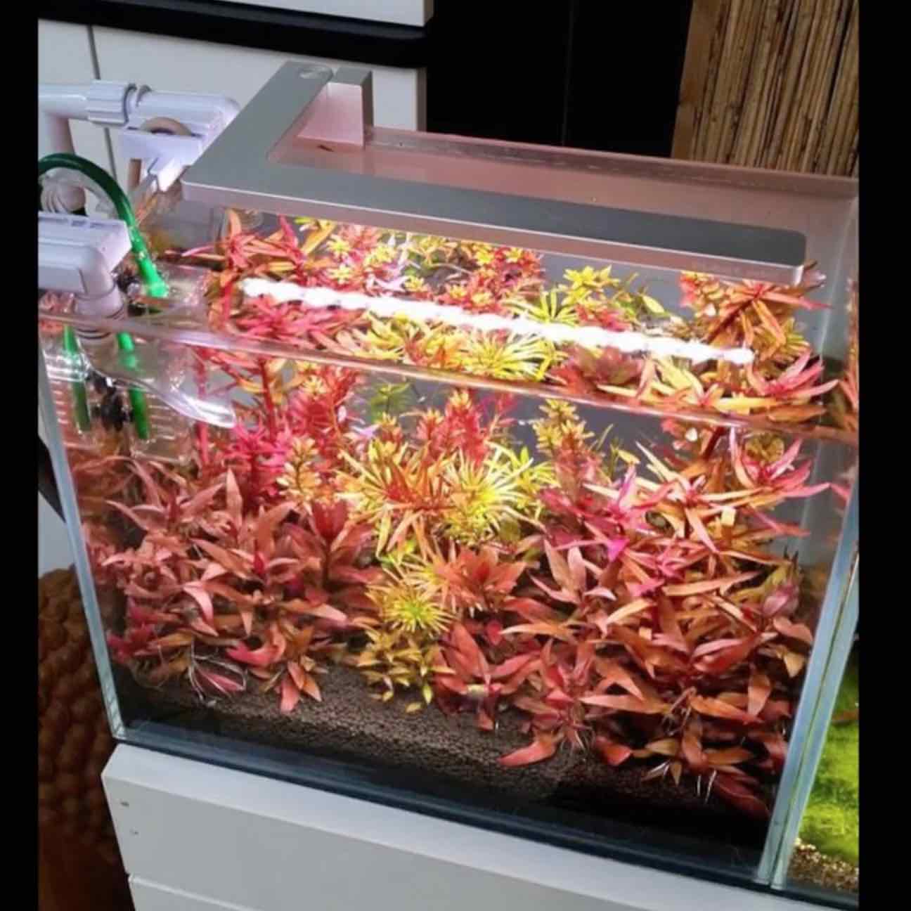 FLEXI Mini LED - Azoo - Image 13