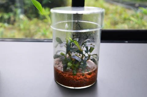 Glass Pot MARU - DOOA - Image 6