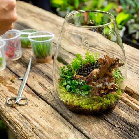 Glass Pot SHIZUKU - DOOA - Image 10
