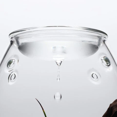 Glass Pot SHIZUKU - DOOA - Image 12
