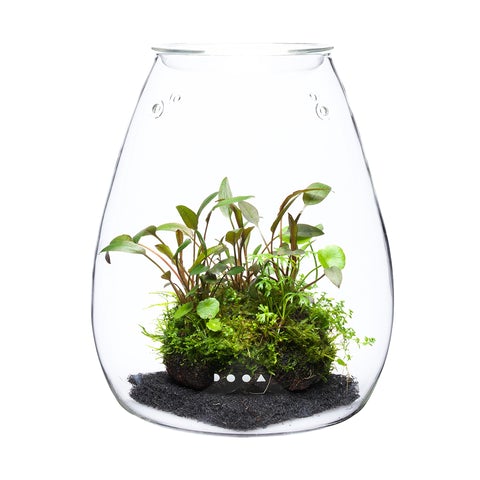Glass Pot SHIZUKU - DOOA - Image 14