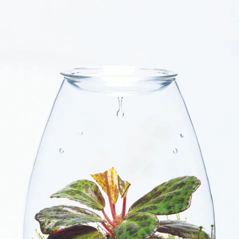 Glass Pot SHIZUKU - DOOA - Image 3