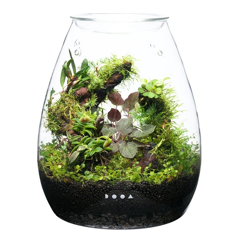 Glass Pot SHIZUKU - DOOA - Image 6