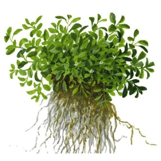 Glossostigma elationoides - Image 2