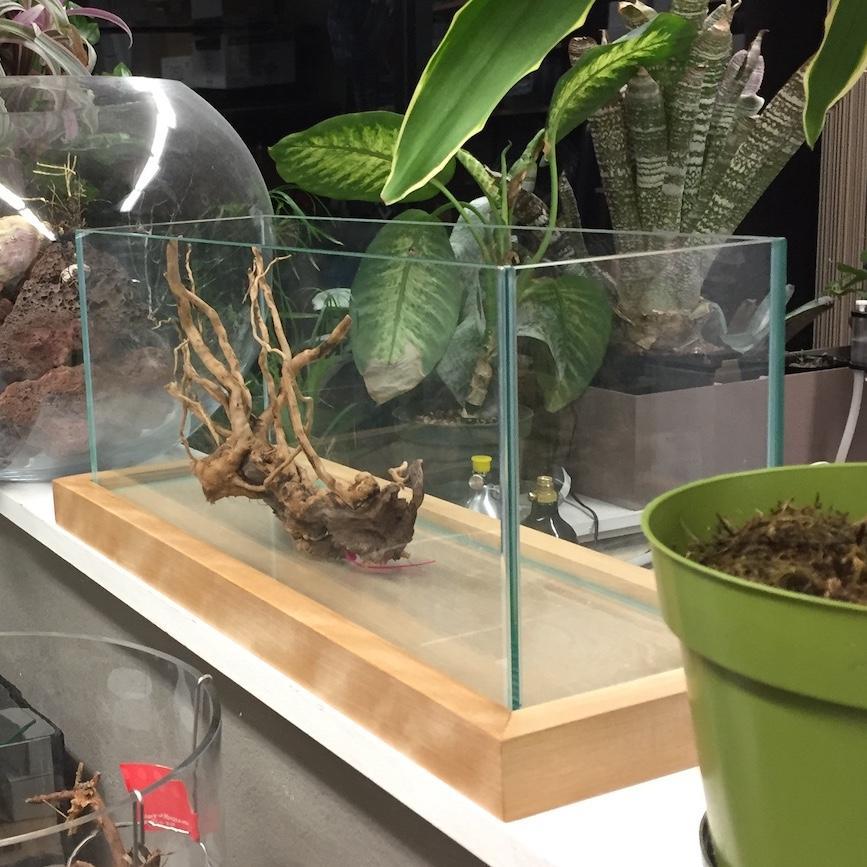 Hardwood Aquarium Pedestal - ALA - Image 3
