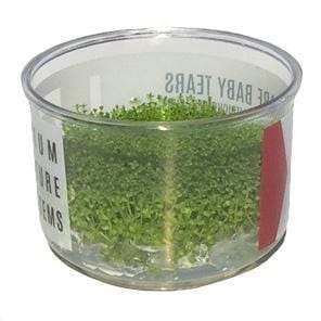 Hemianthus callitrichoides 'Cuba' (Dwarf Baby Tears) - Image 2