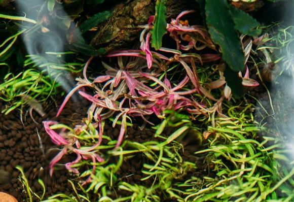 Hygrophila Lancea 'Araguaia' Sp. Chai - Image 2