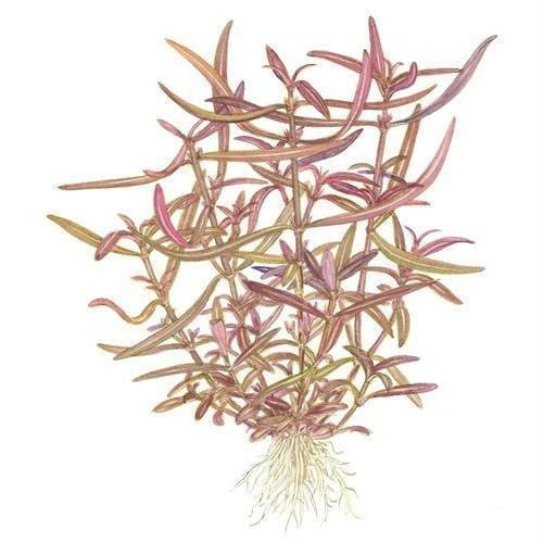 Hygrophila sp. 'Araguaia' - Image 2